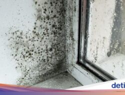 Hiii… Ternyata Ini Area Paling Jorok dan Penuh Jamur Hingga Dapur