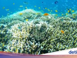 3 Wisata Menakjubkan Ke Cairns dan Cara Hingga Sana