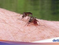 Setelahnya 100 Tahun, Mesir Berhasil Terbebas Untuk Gangguan Malaria