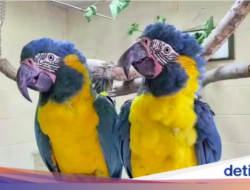 Dua Macaw Leher Biru Terbang Bebas Di Bonbin, Nyasar Sejauh 96 Km