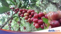 Minuman Robusta Java Banyuwangi Raih Indikasi Geografis Usai Proses 2 Tahun