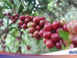 Minuman Robusta Java Banyuwangi Raih Indikasi Geografis Usai Proses 2 Tahun