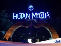 Hutan Mycelia, Negeri Dongeng Didalam Bandung Pada Malam Tiba