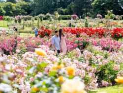 Musim Semi Di Akhir Tahun, Indahnya Warna-warni Taman Bunga Di Melbourne