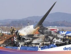 Bird Strike Yang Berhubungan Bersama Kecelakaan Jeju Air, Apa Itu?