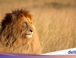 Kisah Heorik Pencarian Bocah 8 Tahun Hilang Di Hutan Habitat Singa