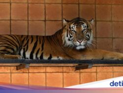 Macan Tutul Predator Terbesar Ke Jawa? Masih Ada Harimau Ke Petungkriyono