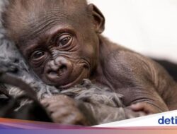 Bayi Gorila Diselamatkan Di Penyelundupan Ke Pesawat