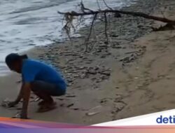 Trend Populer Ribuan Ikan Terdampar Hingga Pantai Jimbaran Bikin Heboh Warga