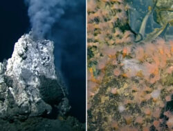 Diselimuti Jutaan Telur Raksasa, Gunung Berapi Bawah Laut Purba Ditemukan