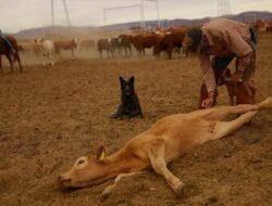 Ada Wabah Screwworm, Peternak Ke Chihuahua Perketat Pengawasan Sapi