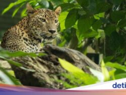 Macan Tutul Australia Didatangkan Hingga Singapura, Siap Cari Pasangan