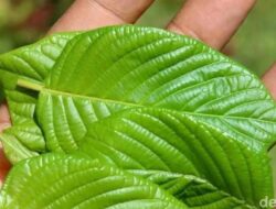 Tragis, Siswi Di Thailand Tewas Di Asrama usai Minum 1,5 Liter Jus Kratom