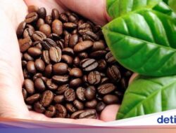 5 Minuman Kafein Indonesia Didalam Karakteristik Istimewa, Didalam Sumatera hingga Bali