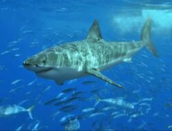 Merkurinya Tinggi, Berbahaya Untuk Anak