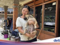 Seekor Anjing Dari Sebab Itu Pahlawan Ke Ditengah Genangan Air Denpasar, Dipuji Kepala Negara Prabowo