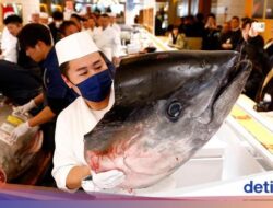 Buat yang Sanggup-sanggup Bayar Aja, Ini 6 Ikan Termahal Ke Dunia
