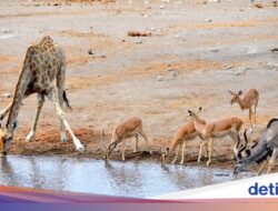 Taman Nasional Namibia Kebakaran, Ratusan Tentara dan Helikopter Dikirim