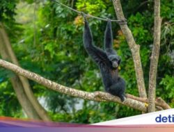 Transformasi Solo Safari Hadirkan Wisata Keluarga Lebih Modern & Edukatif