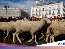 Perayaan Seni Mobilitas Penduduk Domba Hadirkan Pemandangan Langka Hingga Ditengah Kota
