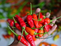 Disukai Warga +62, Minuman Ini Berisiko Picu Kanker Lambung dan Usus