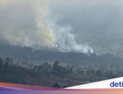 Kawasan Hutan Ke Gunung Rinjani Kembali Terbakar!