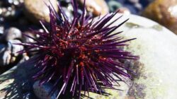 Makhluk Bersama Otak Di Sekujur Tubuh Ditemukan, Spesies Hewan Apakah?