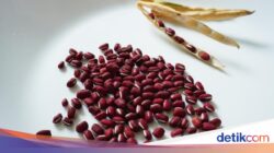 Rahasia Masak Nenek! 7 Stok Dapur yang Selalu Ada dan Wajib Ditiru