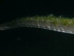 Ular Purba yang Lama Tak Terlihat Muncul Di Pulau Komodo