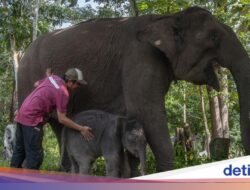 Di TN Tesso Nilo, Bukan Tidak Mungkin Saja Gajah dan Manusia Hidup Berdampingan