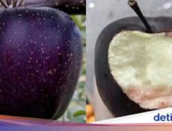 5 Fakta Apel Black Diamond yang Langka, Harganya Rp 100 ribu Sebiji