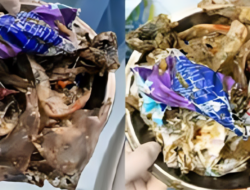 Duh! Praktisi Medis Temukan 1 Kg Sampah Plastik Hingga Perut Pasien, Ini Penampakannya