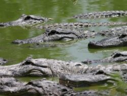 Takut Dijadikan Senjata Musuh, Israel Tembak Mati Ratusan Buaya