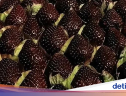Dijuluki Hermes-nya Stroberi, Buah Ini Dijual Hampir Rp700 Ribu