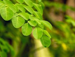 Manfaat Daun Kelor Untuk Berbagai Jenis Gangguan