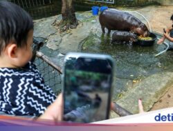Markas Moo Deng Disebut Kotor, Pihak Kebun Binatang Angkat Suara