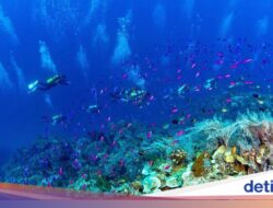 Pesona Teluk Tomini, Surga Bahari yang Punya Potensi Wisata Internasional Besar