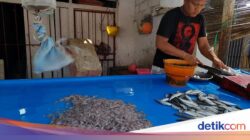 Kisah Ikan Nike, Kemunculannya Di Teluk Tomini Bersama Sebab Itu Penanda Bulan Ramadan