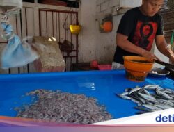 Kisah Ikan Nike, Kemunculannya Di Teluk Tomini Bersama Sebab Itu Penanda Bulan Ramadan