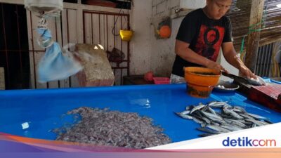 Kisah Ikan Nike, Kemunculannya Di Teluk Tomini Bersama Sebab Itu Penanda Bulan Ramadan
