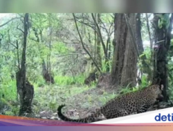 Perekamgambar Pemantau Pergerakan Macan Tutul Di Gunung Lawu