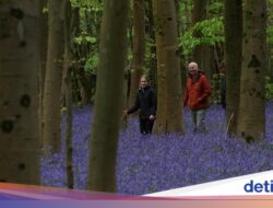 Hamparan Bluebells Warnai Hutan Inggris Pada Musim Semi