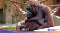 Kabar Gembira, Bayi Orangutan Kalimantan Lahir Hingga Kebun Binatang Madrid