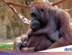 Kabar Gembira, Bayi Orangutan Kalimantan Lahir Hingga Kebun Binatang Madrid