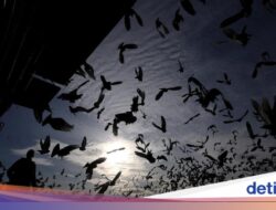 Ratusan Merpati Dilepas, Musim Balap Dimulai