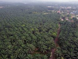 Wacana Pemda Pungut Ppn Air Permukaan Di Pohon Sawit Dinilai Langgar Undang-Undang