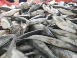 Amankah Makan Ikan Di Perairan DKI? Praktisi Medis Gizi Ingatkan Jangan Asal Pilih