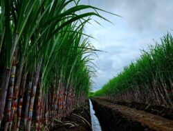 India Resmi Larang Penjualan Barang Ke Luar Negeri Gula hingga September 2026, Awas Fluktuasi Harga