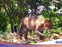 Mengintip Cara Kerja Mata-mata Macan Tutul Di Sukabumi, 80 Buah Sudah Disebar