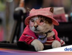 Serunya Pet Fest 2026, Hewan Peliharaan Ikut Pamer Gaya